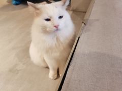 -猫儿山۰猫主题餐厅