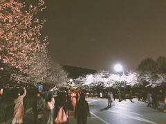-武汉大学-樱园