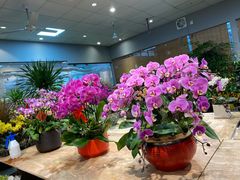 -双季花艺园艺市场(浦东店)