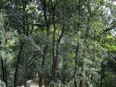 -火炉山森林公园