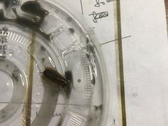 -阿三麻蓉汤圆(顺光大厦店)