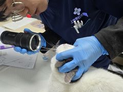 -爱侣·安琦尔宠物医院·中兽医针灸·心内科·狂犬免疫点(宝山区院)