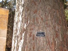 景点-五营红松林海景区