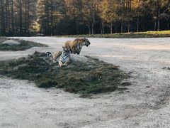 -横道河子东北虎林园