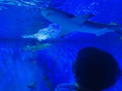 -太平洋海底世界