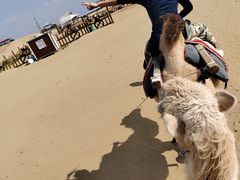 -银肯塔拉沙漠生态旅游景区