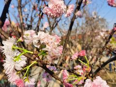 -天适樱花悠乐园