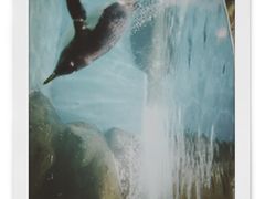 -大连圣亚海洋世界