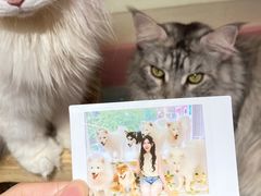 -毛绒耶耶撸宠馆·猫咖·狗咖·荷兰猪咖