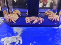 大堂-蟹道乐(道顿堀本店)