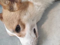 -汪说·狗咖(旺城大厦店)