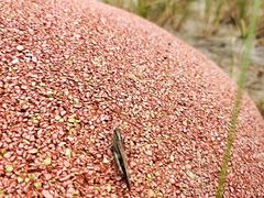 -白鹭湾湿地公园