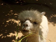 iphone_upload_pic-西安秦岭野生动物园