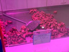 -马家老鸡店