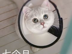 -欣宠猫屋·矮脚拿破仑·蓝金金渐层
