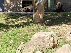 -都江堰中华大熊猫苑