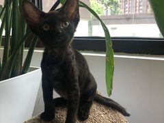 -山宅一喵德文卷毛猫舍