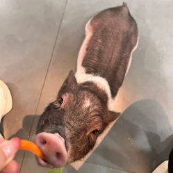 -Moni星球萌宠·小马宝莉·灵蛇·高端高阶全萌宠互动体验俱乐部(红豆国际广场店)