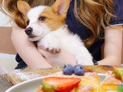 -柯斗斗主题餐厅·狗咖·围炉煮茶·茶饮(国瑞升平里店)