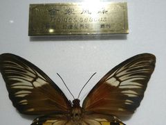 -上海昆虫博物馆