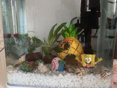-中环花鸟鱼虫市场