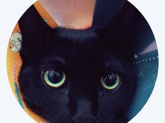 -伟伟宠物医院·CT影像中心·瑞派犬猫综合性门诊(汉口总院)