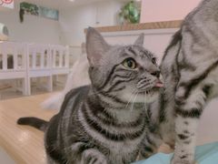 -李小姐の猫咖啡馆(五角场店)