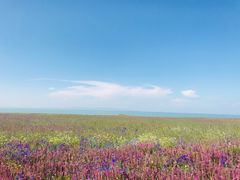 -青海湖国家重点风景名胜区