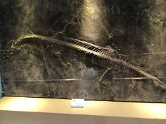 -陕西自然博物馆