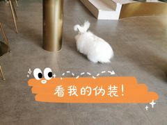 -飞行喵MR PILOT|猫舍·猫咖(静安大融城店)