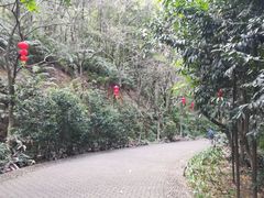 -滴水岩森林公园