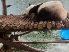 -西安秦岭野生动物园