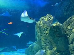 -瑞普利水族馆