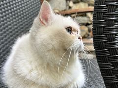 -喵屿·大理花园猫咖