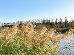 -上海长兴岛郊野公园