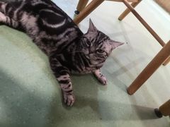 -藦茜花园宠物主题亲子互动体验馆(国顺东路店)