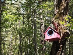 -五营红松林海景区
