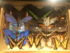 -墨尔本博物馆(Melbourne Museum)