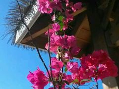 -亚龙湾国际玫瑰谷