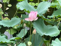 -荔湾湖公园