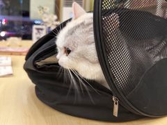 -瑞鹏宠物医院·骨科·猫科·内科(第一中心)