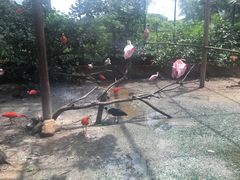 -新加坡飞禽公园
