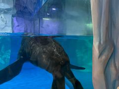 -芜湖新华联大白鲸海洋公园