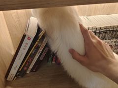 -滚猫咖啡·猫咖·猫友好撸猫(未来城店)