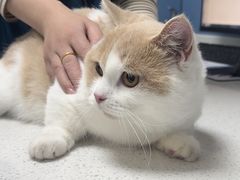 -凯瑞希宠物医院·狂犬免疫·微创·皮肤科
