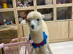 -RU DUCK柯尔鸭公社·撸鸭俱乐部·羊驼·小香猪
