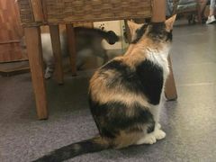 -猫色咖啡·猫咖