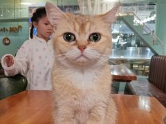 -猫小院猫主题餐厅(三里屯店)