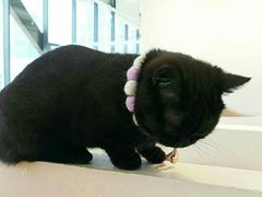 -怪兽屋·羊驼·猫咖·狗咖(俊华广场店)