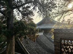 -合肥滨湖国家森林公园